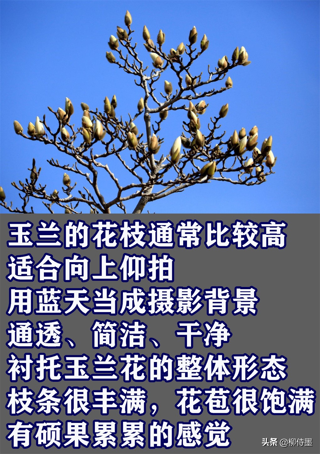 摄影新手学点“高级”的，把普通花朵拍摄出诗意美，照片更有意境