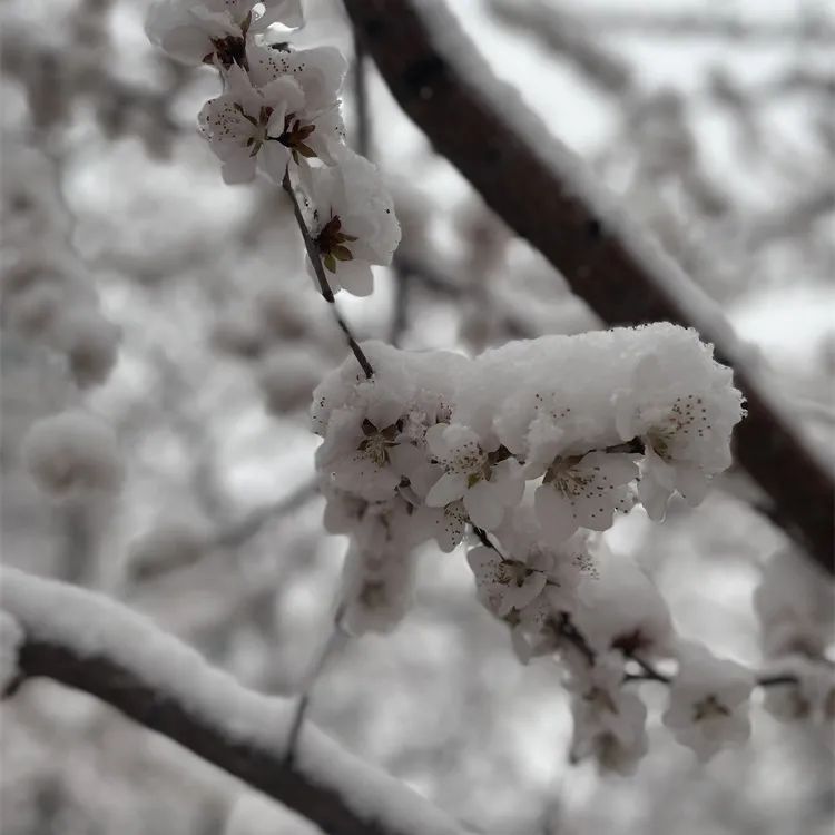 與春景相映形成了獨特的景觀北海公園當北京的春雪遇上北海公園的白塔