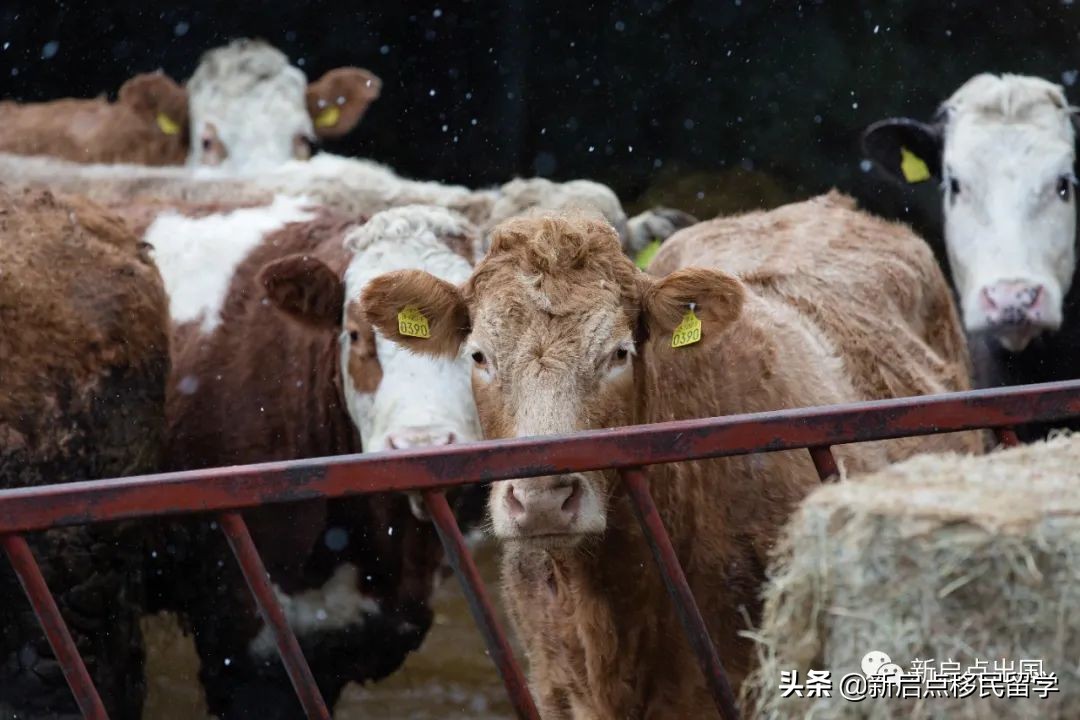 爱尔兰移民生活之饮食篇（一）
