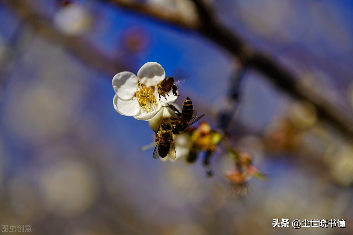 天涯漂泊的游子悲痛万分，看到窗外一树梅花，写下一首很伤感的词