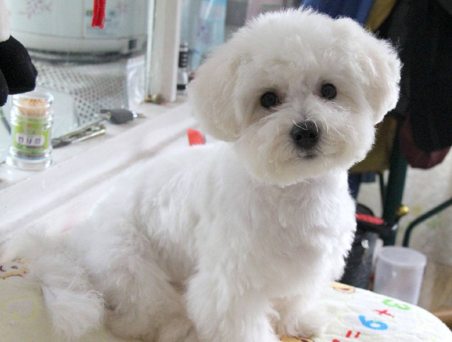 5大点,带你看完"比熊犬"的一生