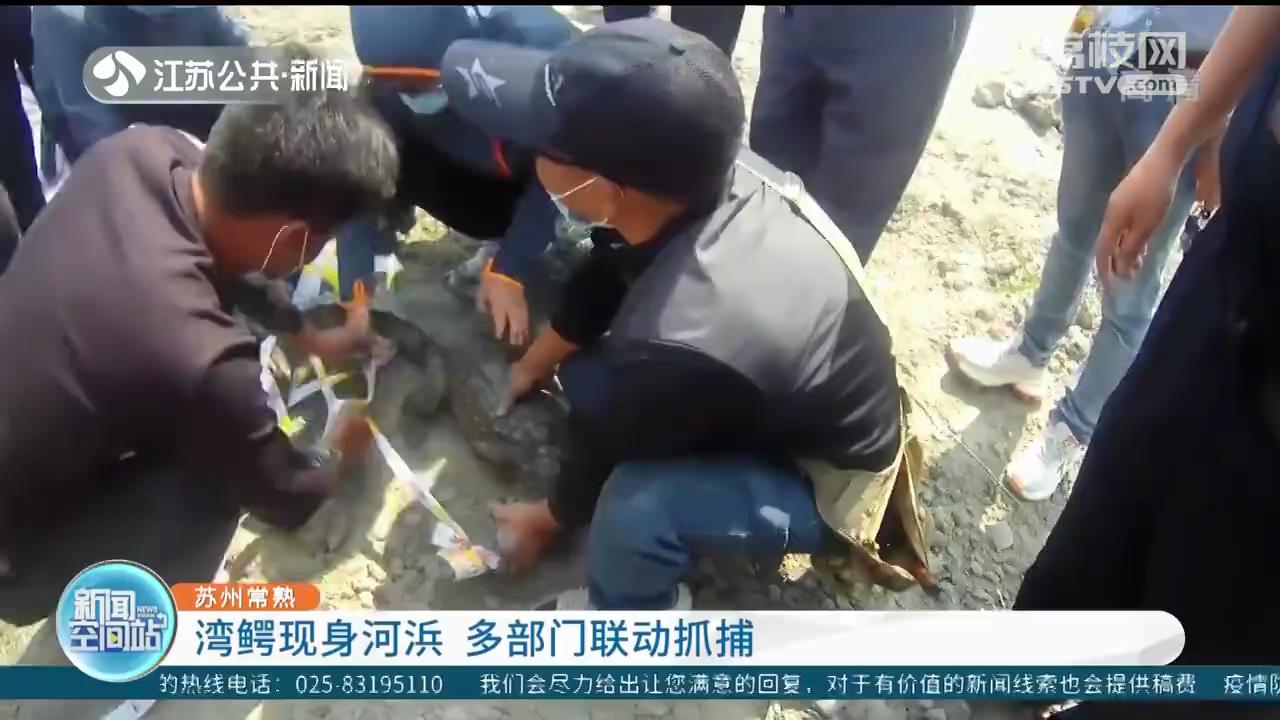 苏州常熟：1.6米湾鳄现身河浜 多部门联动抓捕