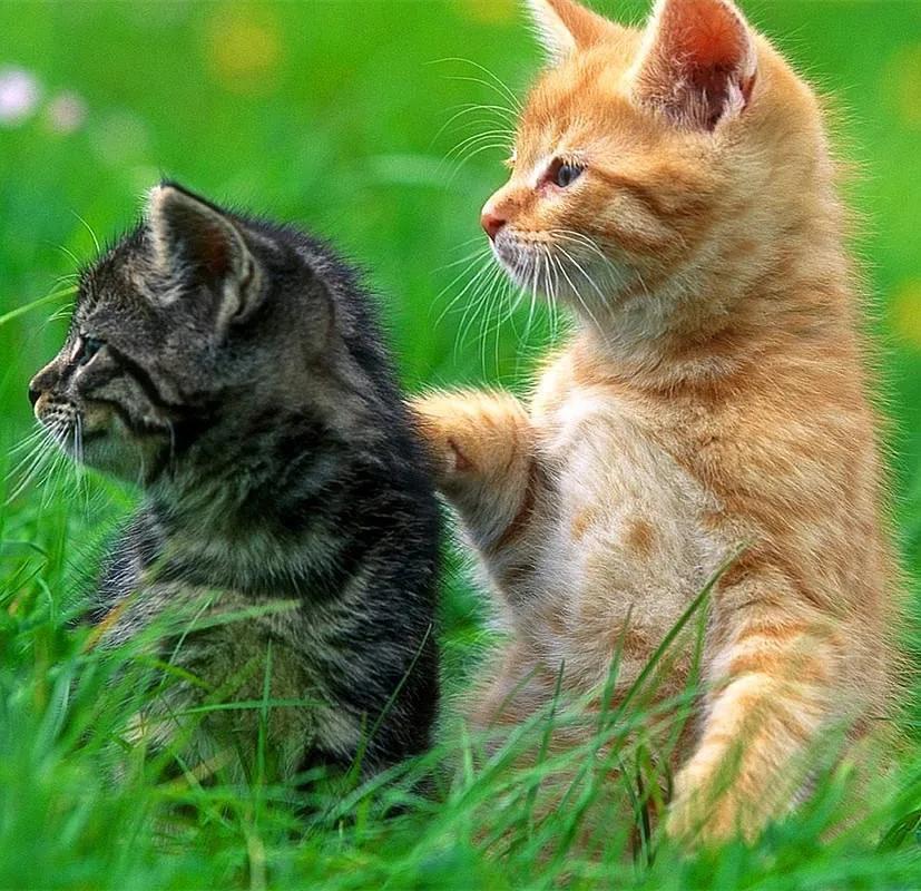 在现代生活中,很多家庭都有可爱的宠物,如活泼的小猫,忠诚善良的狗狗