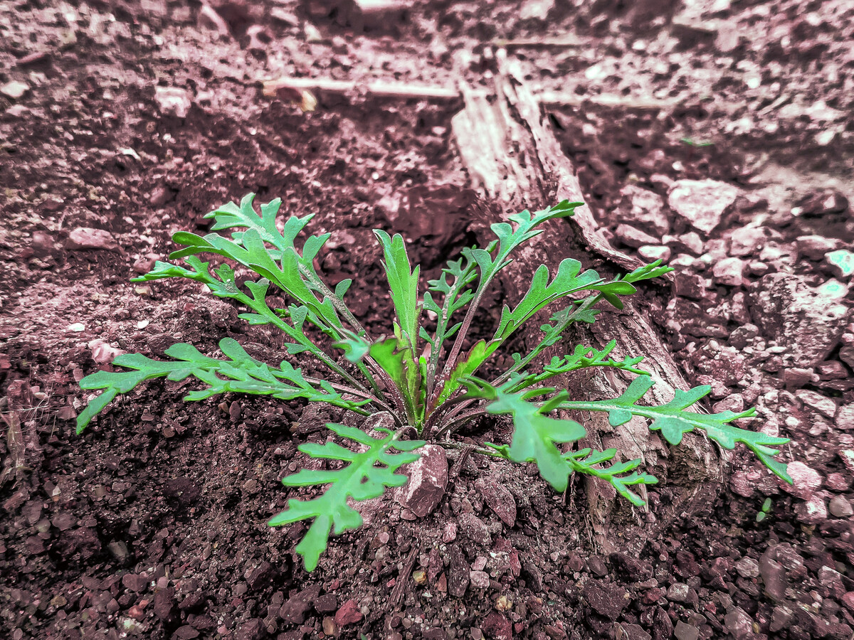 野荠菜图片