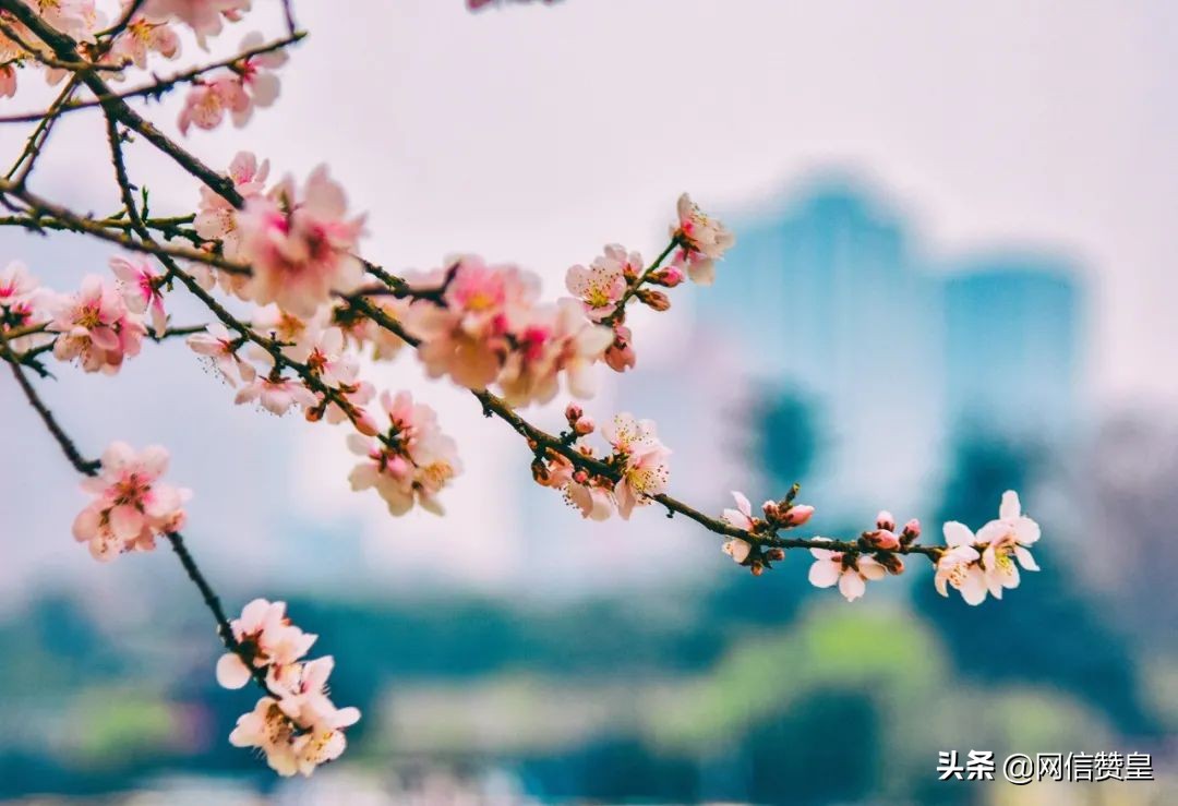 写清明节的古诗十首(关于清明节的古诗四句大全)