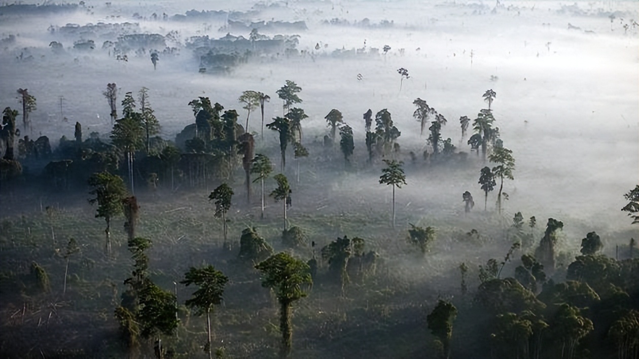 全球人造物重量首次超过总生物量