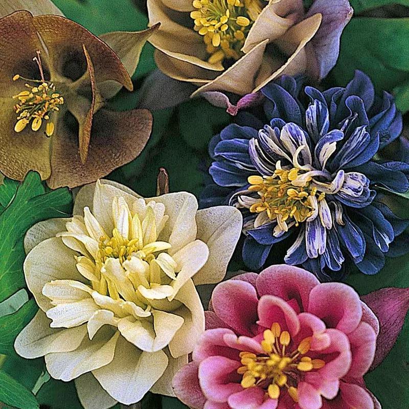 花朵美图｜温柔甜美的初吻、大丽花、耧斗菜花朵合集160张