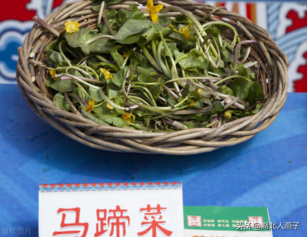 野菜的种类和做法（带你见识不同的野菜和吃法） 93