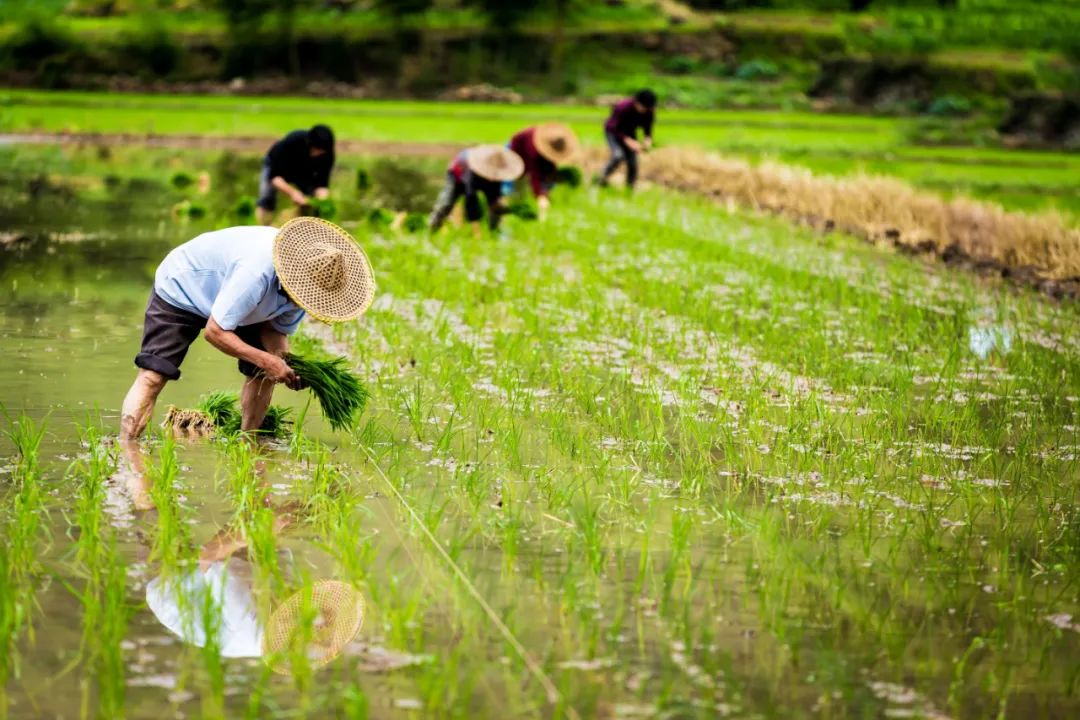 最高补贴200元/亩！广西4月15日前对实际种粮农民发放一次性补贴