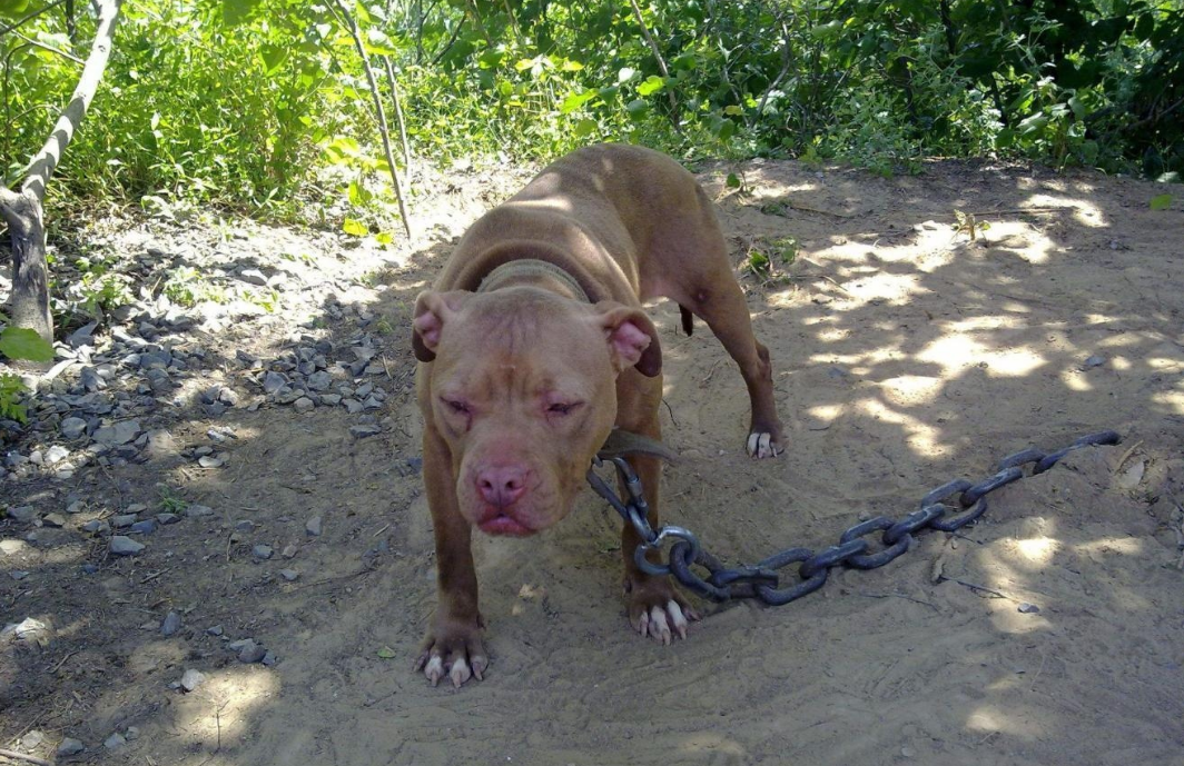 狗界最凶猛的“七大恶犬”，凶到没朋友，第一实至名归