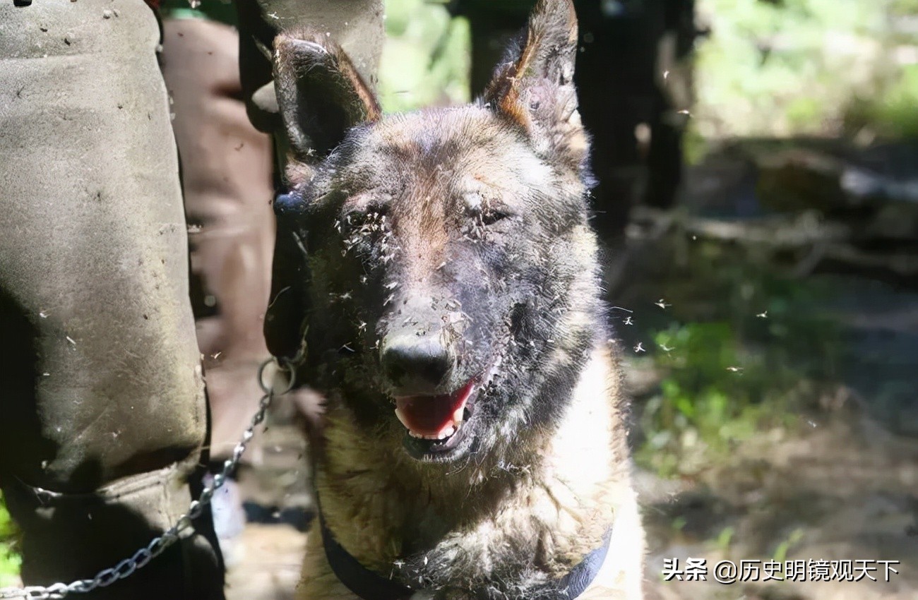 有种专门针对女犯人的刑罚叫虎豹戏春，名字高雅，过程却十分残忍
