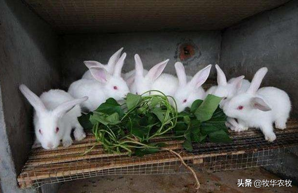 养100只兔子一年的利润是多少？兔子的养殖效益分析