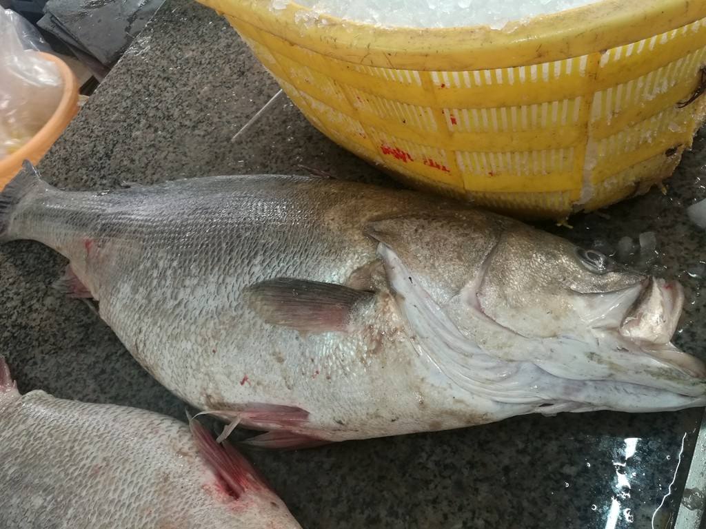 鱸魚是海魚嗎,鱸魚是海魚嗎?