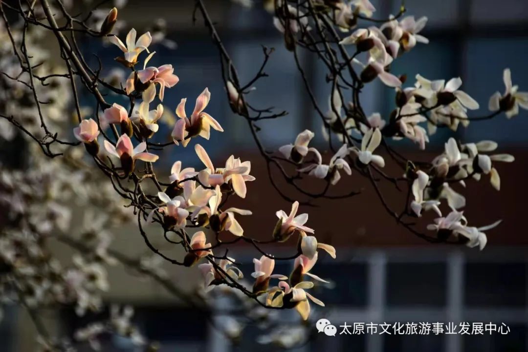 线上展览|“山河春意 锦绣太原——花的世界”主题摄影线上图片展（十四）