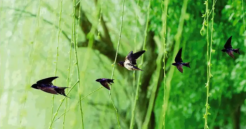 燕子春光图图片