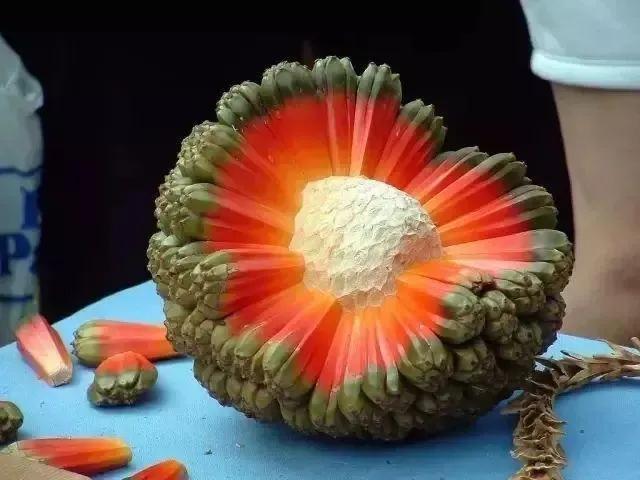 奇形怪状Ⅰ这十种奇奇怪怪的水果，你吃过几种？