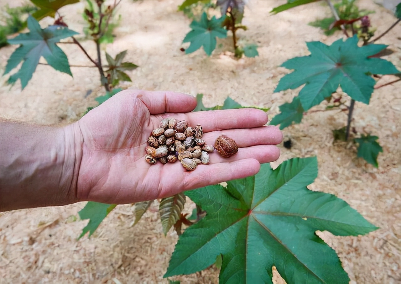 我国农村常见的蓖麻，为何在美国是国家机密和战略物资？