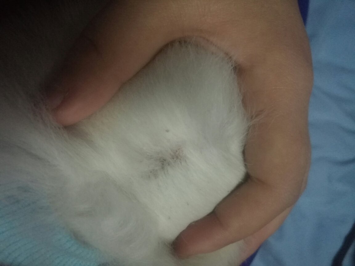 博美犬肚子里有虫的症状  驱虫应该多长时间一次