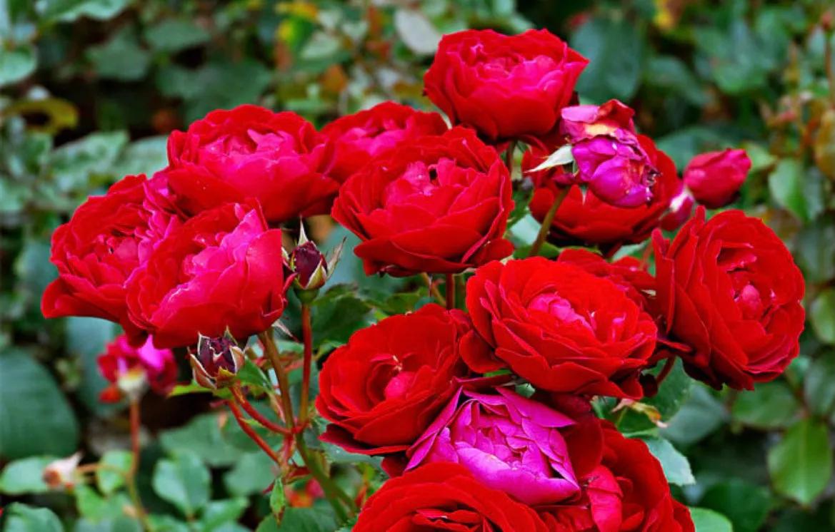 蔷薇花的花语(描写蔷薇花的花语)