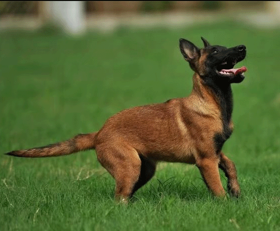 原来"公马犬"这么可怕,难怪养过的人不建议养