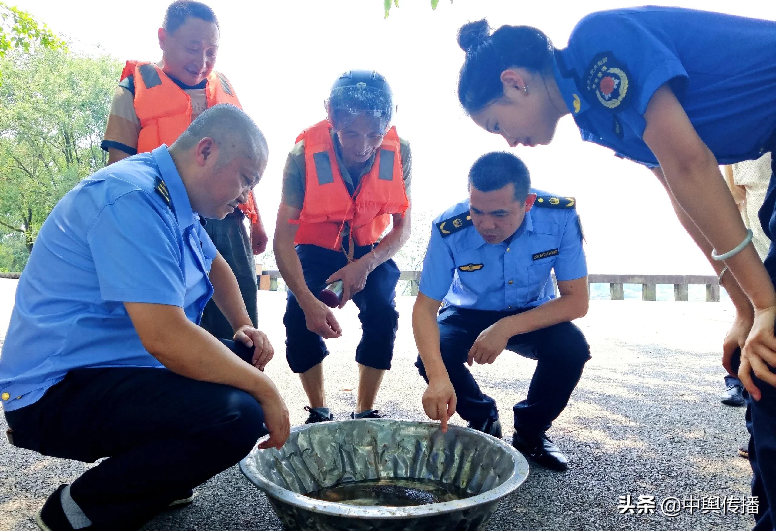 隆昌河惊现野生娃娃鱼 结局非常暖心