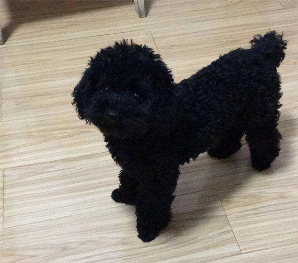 为什么说不要养"黑泰迪"?这6个缺点会吓哭你