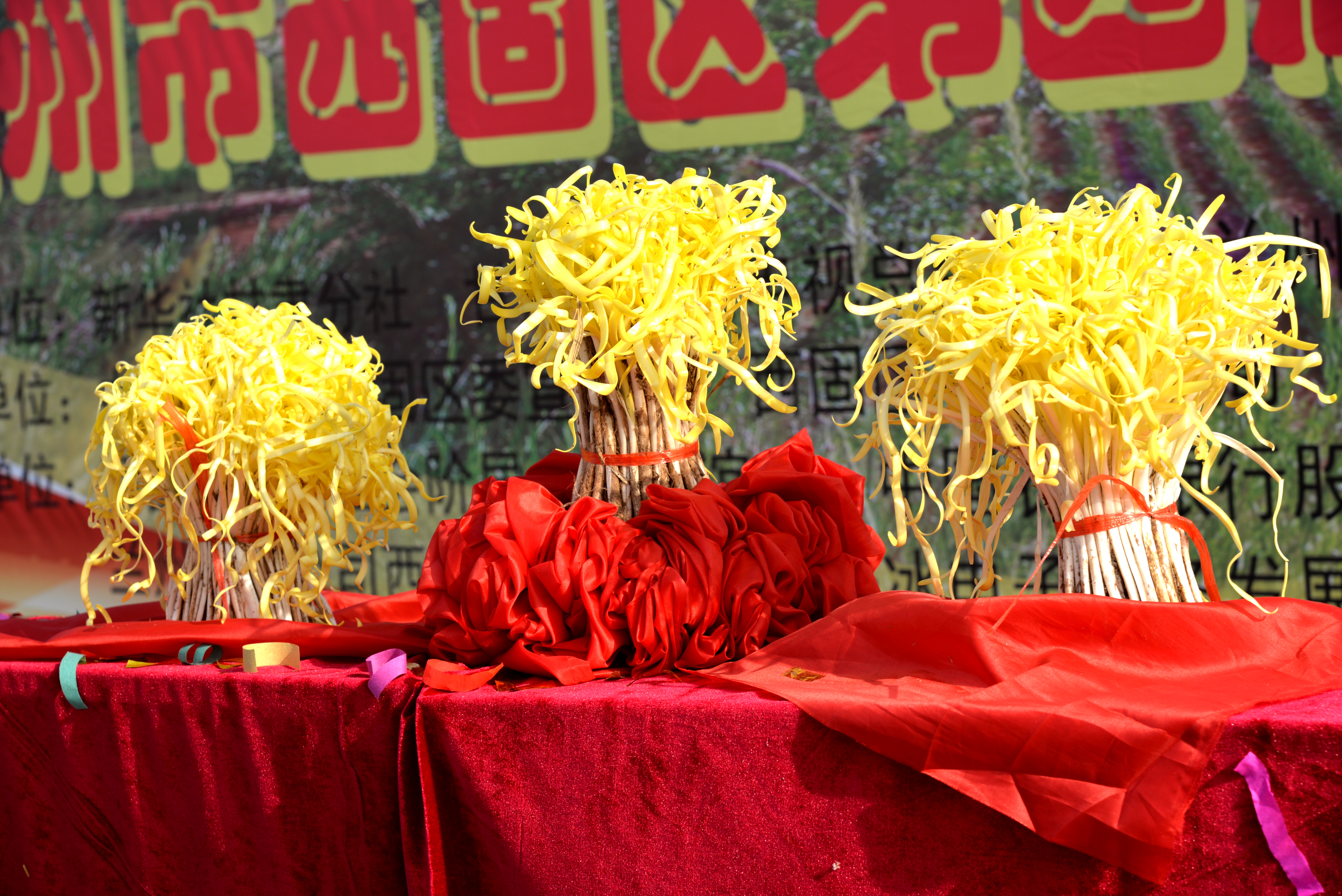 今天，西固区西柳沟街道张家大坪村“金凰后”韭黄开镰啦！