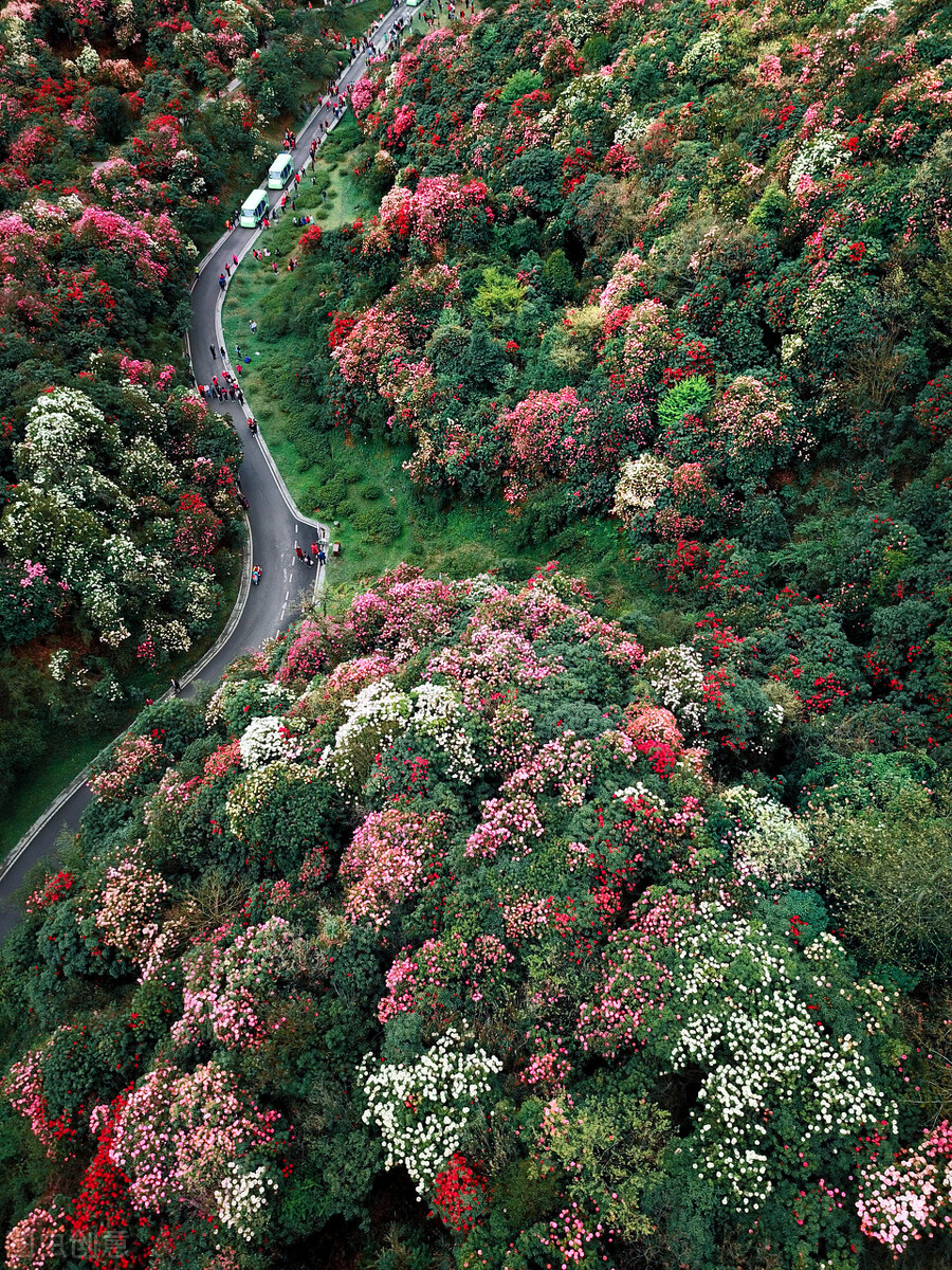 假如没有贵州，中国的春天就要凋零一半