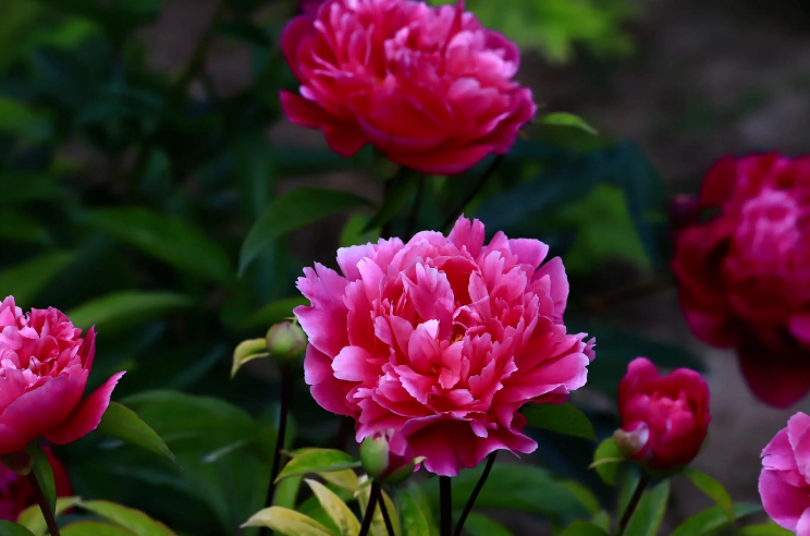 「诗词鉴赏」芍药不嫌春欲老，十二首芍药的诗词，好似牡丹倾国色