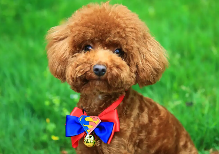 粘人适合家庭养的犬种吧,今天小编就来推荐6只特别温顺,粘人的狗狗