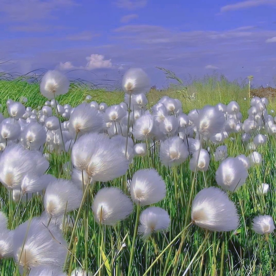 心情文案｜别听世俗的耳语，去看自己喜欢的风景