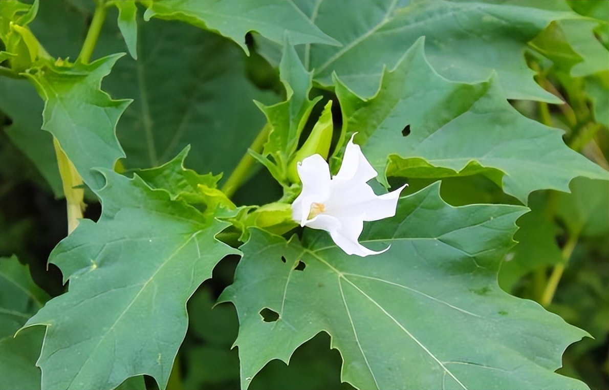 曼陀罗草图片大全（揭秘剧毒植物曼陀罗背后的冷知识）