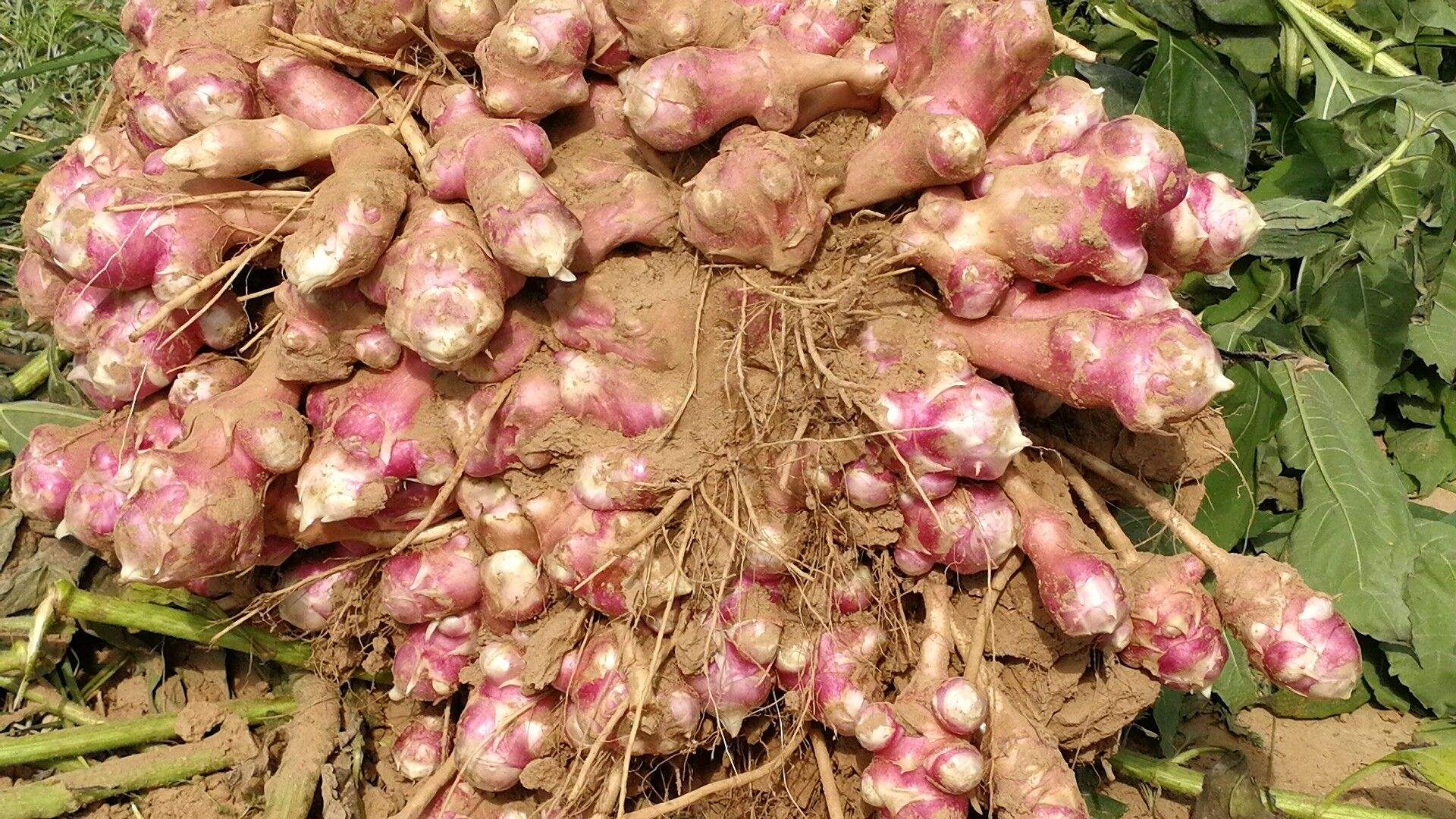 外来入侵植物洋姜,有"21世纪人畜共用作物"的美称,价值知多少