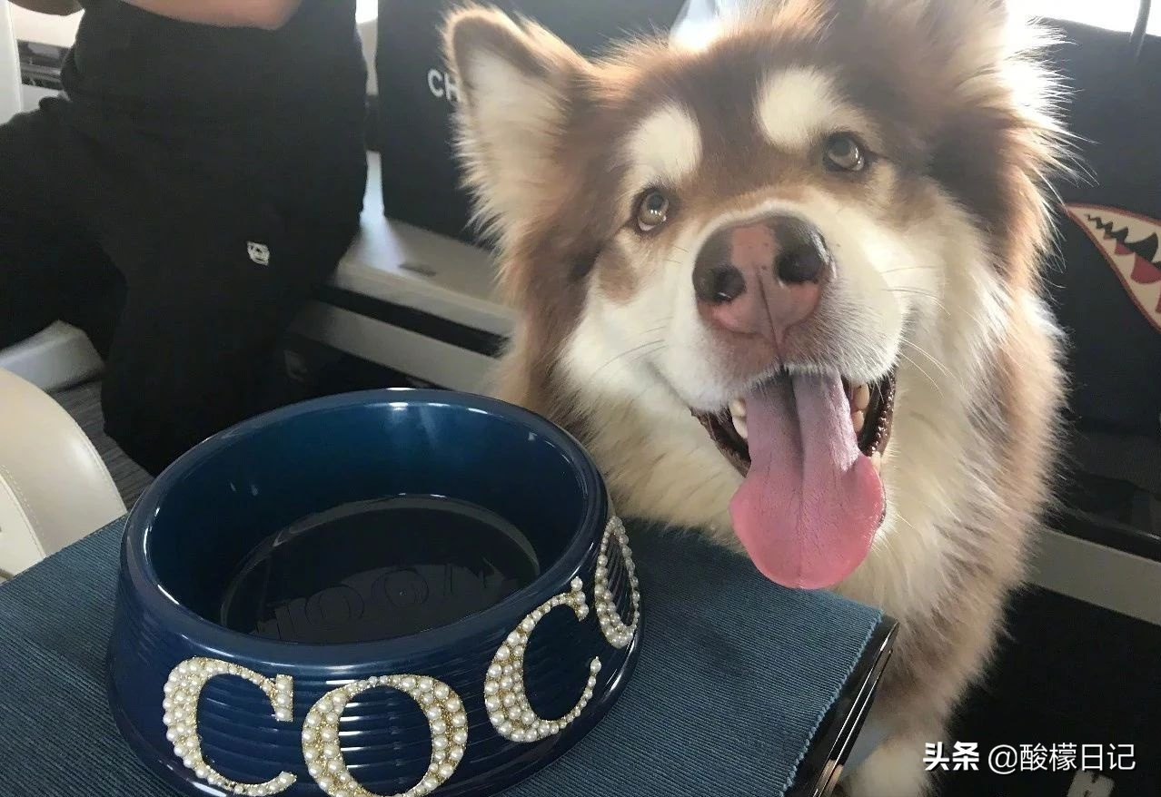 赵本山儿子花260万买狗不算什么，看看世界上最有钱的狗身价20亿