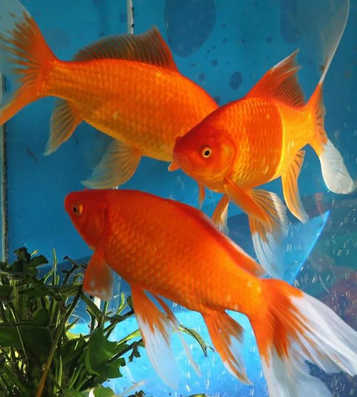 养金鱼我是怎么样的入坑的呢?