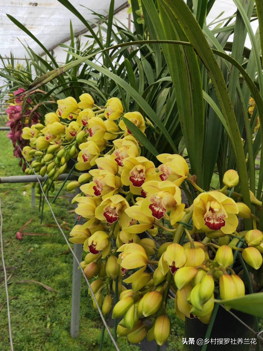 掌握3个核心数据，家里阳台养兰花，开花率不比专业兰园差