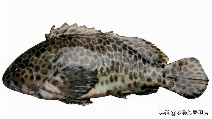 石斑魚圖片,石斑魚圖片大全 圖片高清