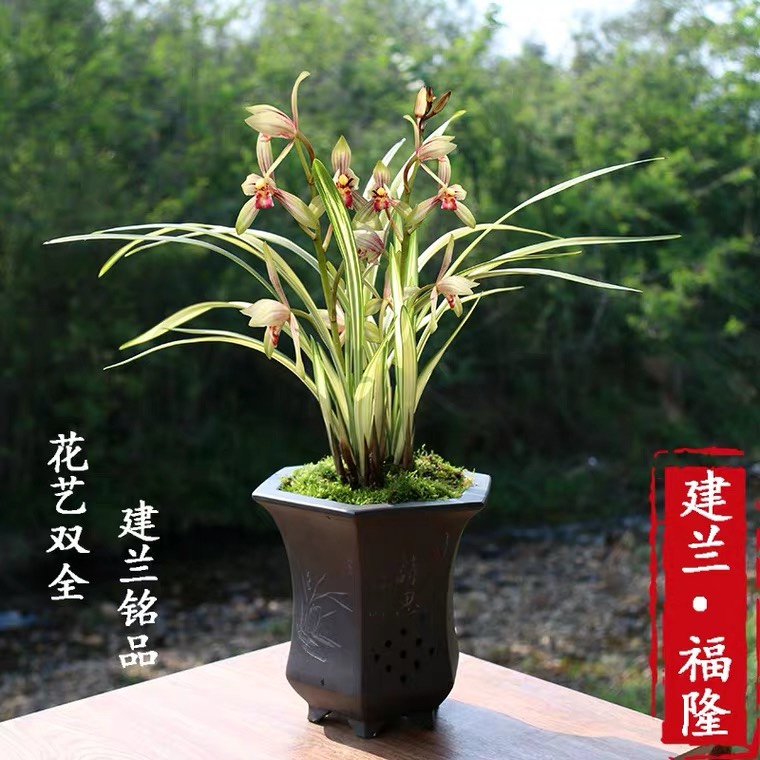 它是建兰中艺草名品，叶姿飘逸，花香浓醇，极具收藏价值