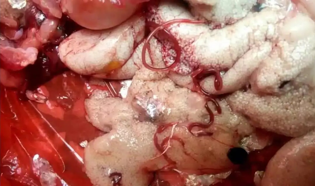 男子宰杀钓到的野生鱼,发现两条"铁线虫",称以后不敢再吃鱼