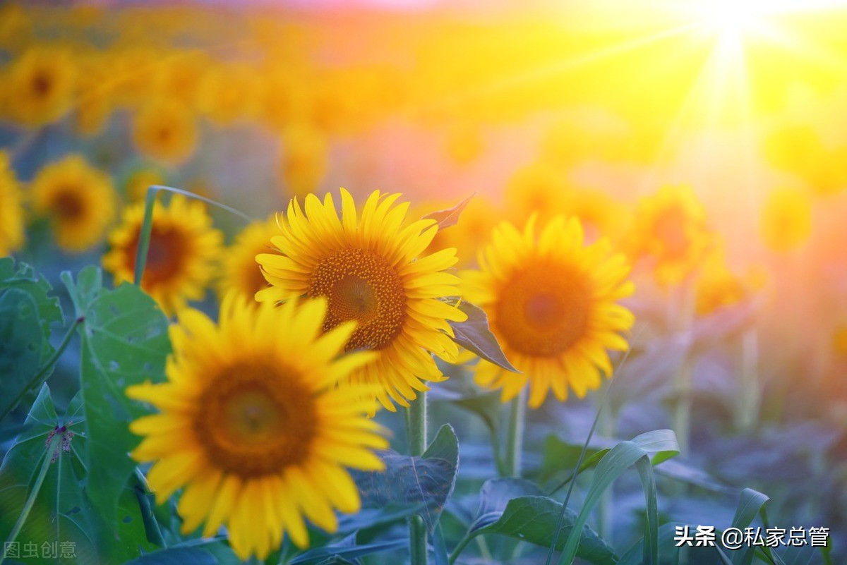 向日葵有个很好的花语：入目无他人，四下皆是你