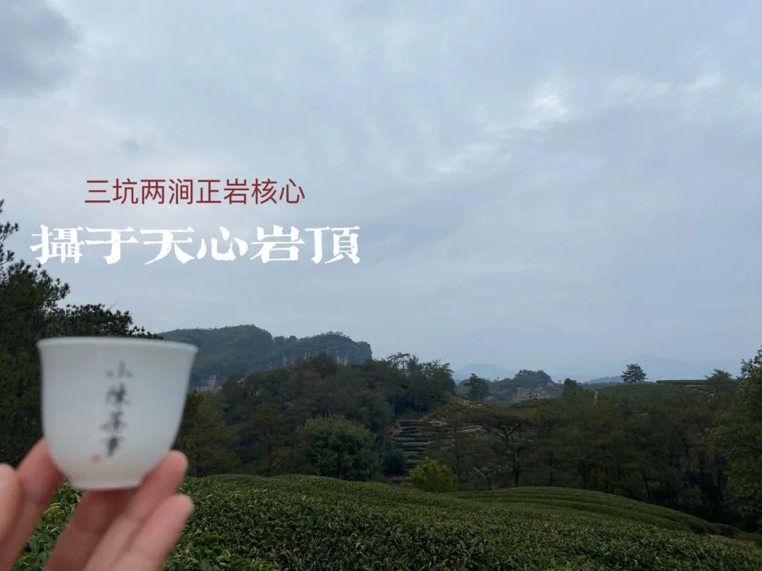 9.9包邮的岩茶买多了，终于被坑出了经验：别相信马头岩只有肉桂