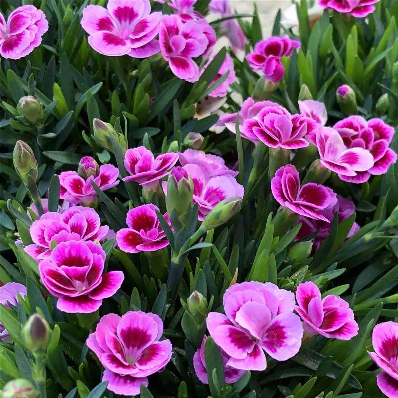 花朵美图｜温柔甜美的初吻、大丽花、耧斗菜花朵合集160张