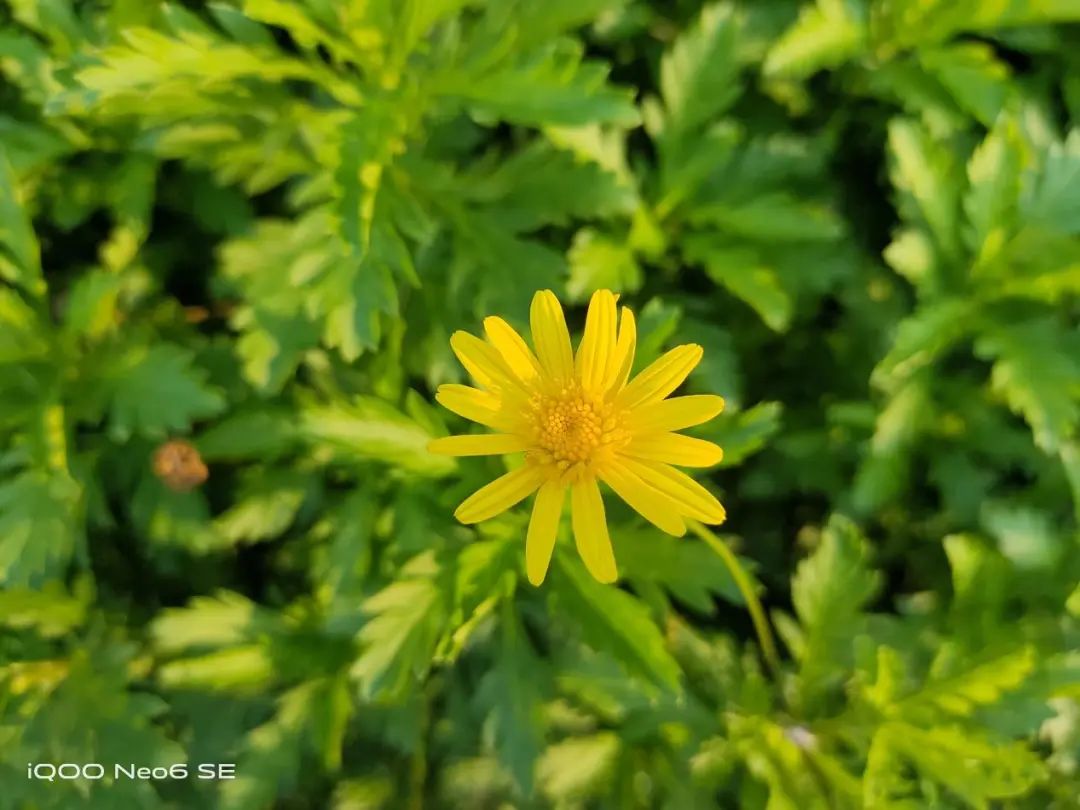 iQOO Neo6 SE测评：砍配置，不砍体验