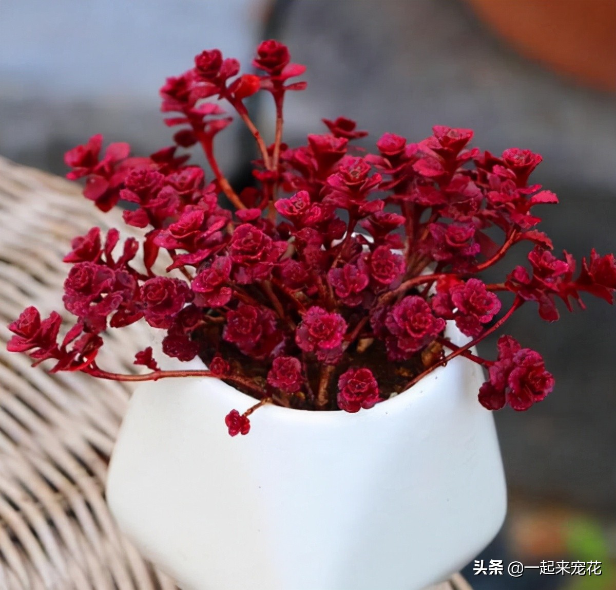小球玫瑰的养殖方法和注意事项（小球玫瑰的养护技巧）
