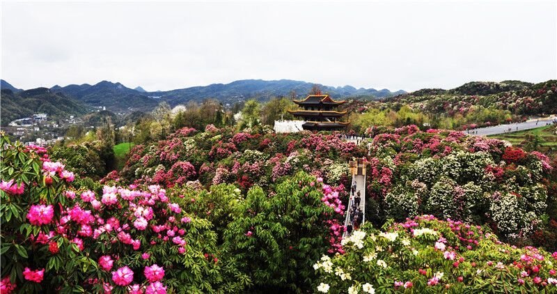 贵州大方百里杜鹃简介（最大的百里杜鹃的景区介绍）