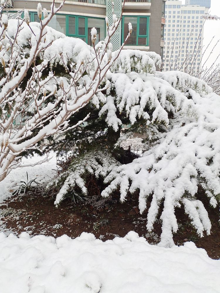 一场雪，让这里的春天真美 摄影/诗文：李武兵