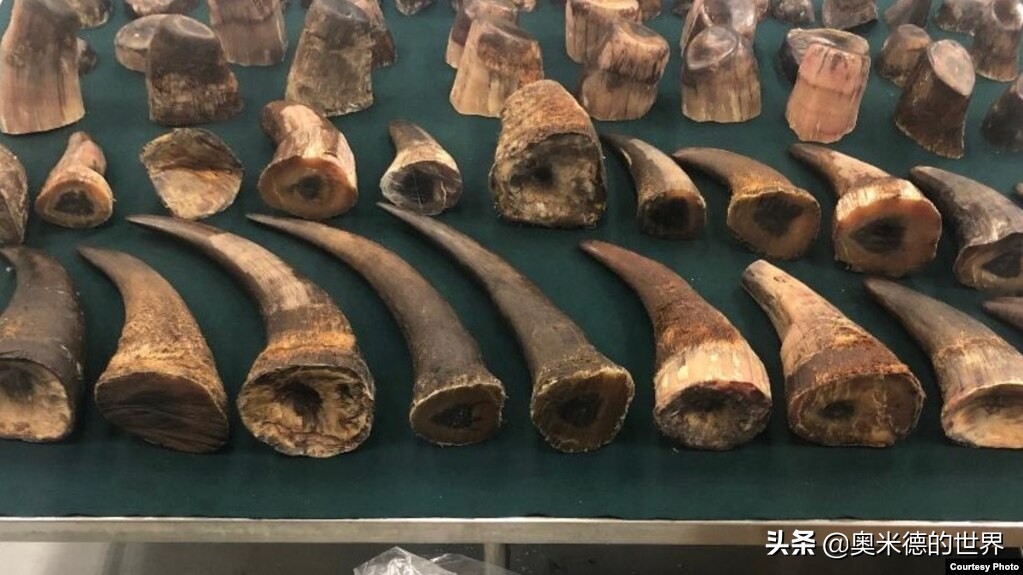 十种因人类活动而灭绝的动物，再见“长江女神”白鳍豚