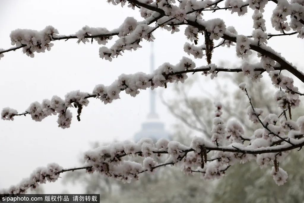 当春花遇上春雪，看京城别样的诗意与浪漫~