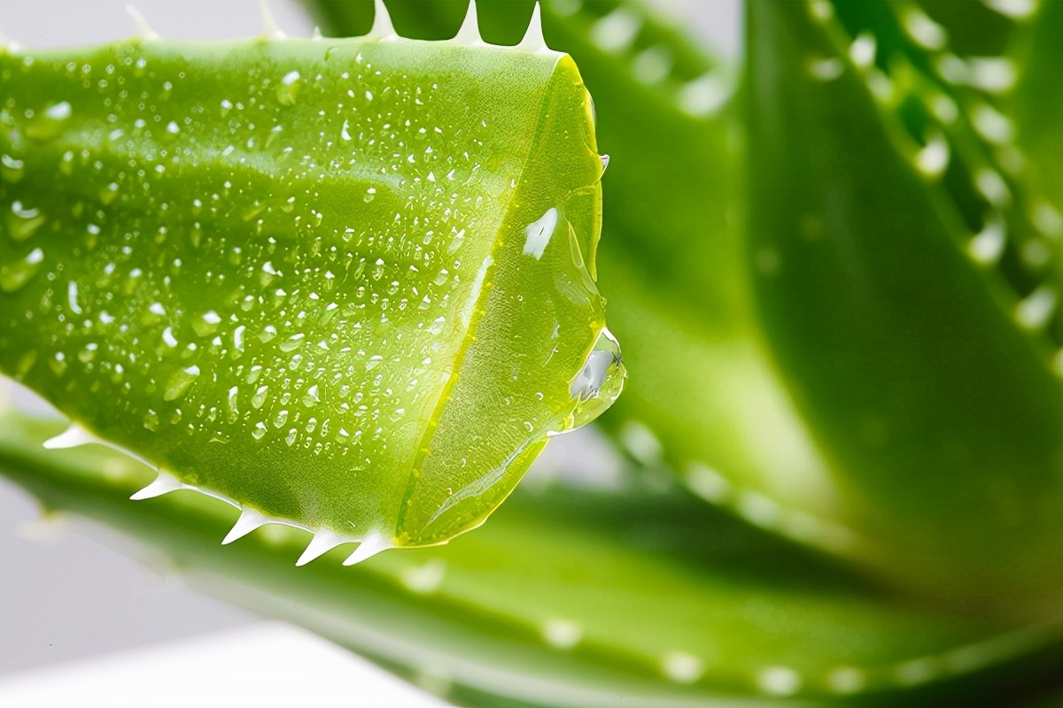 中国芦荟的功效和作用(养上一盆芦荟好看好养好处多)