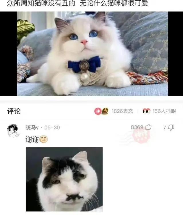 沙雕网友日常：文案撩得很追你又不肯，私信还叫我滚无情又残忍